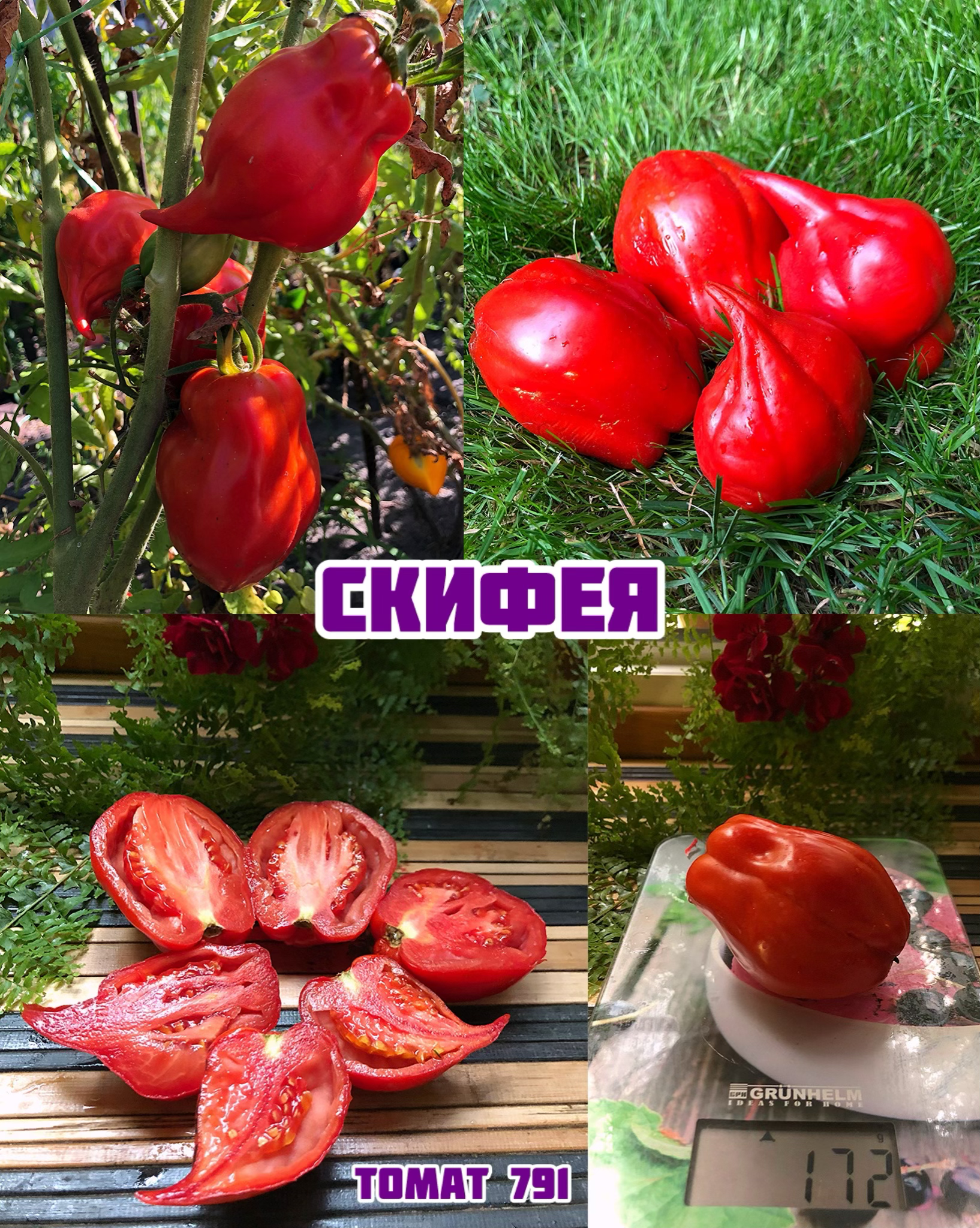 «Скифея»Skyphea