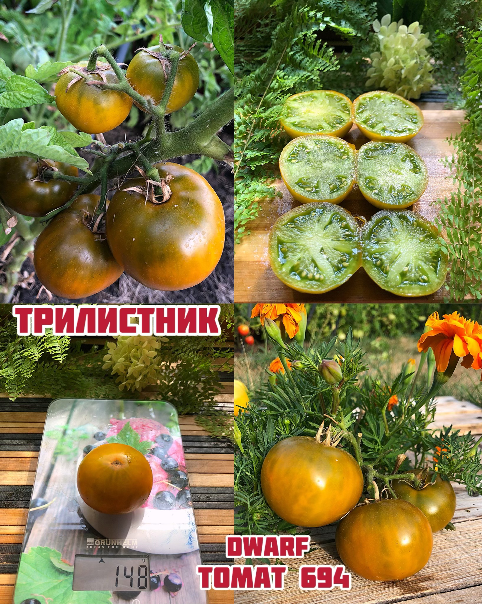 «Трилистник»Shamrock