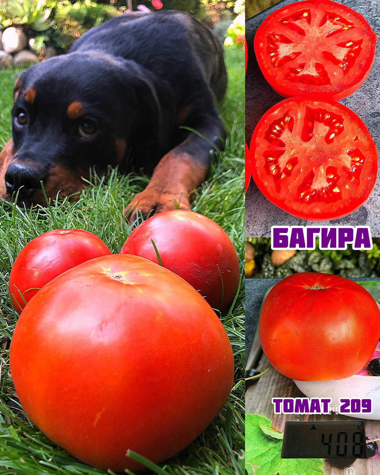 «Багира»