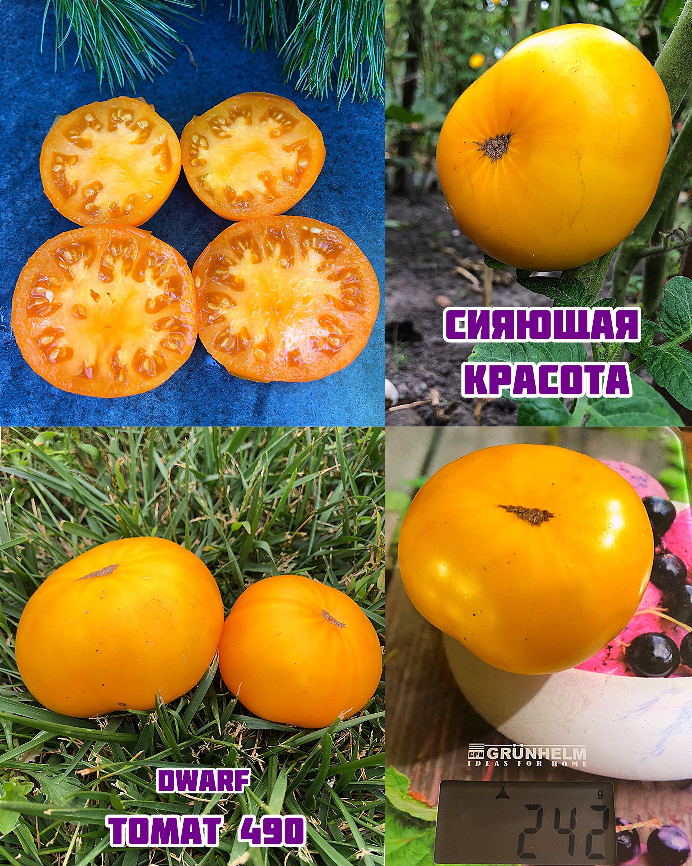 «Сияющая красота» Dwarf Blazing Beauty