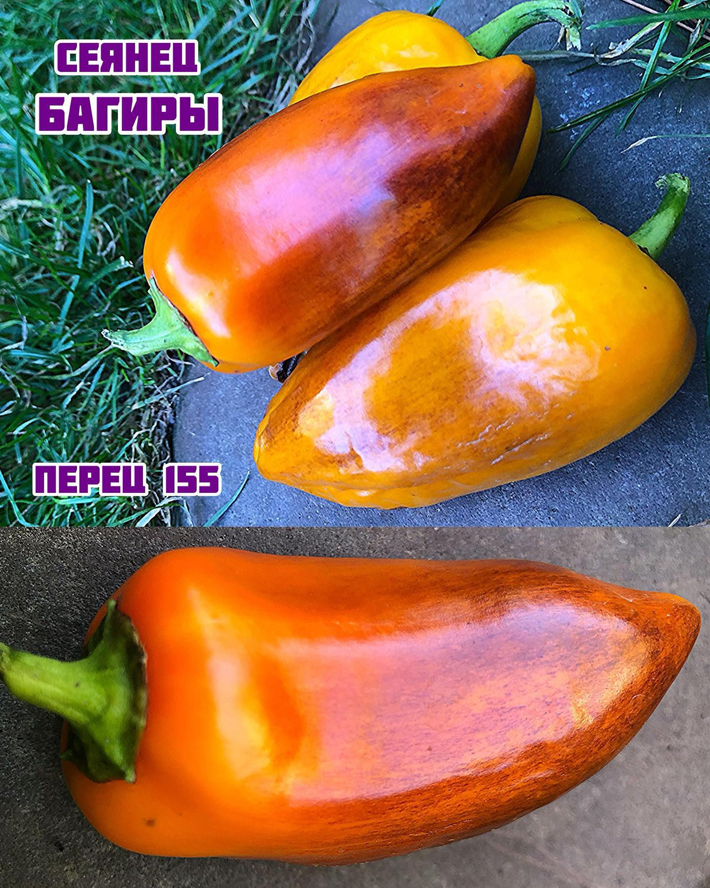 «Сеянец Багиры 2»Bagira's Seedling 2