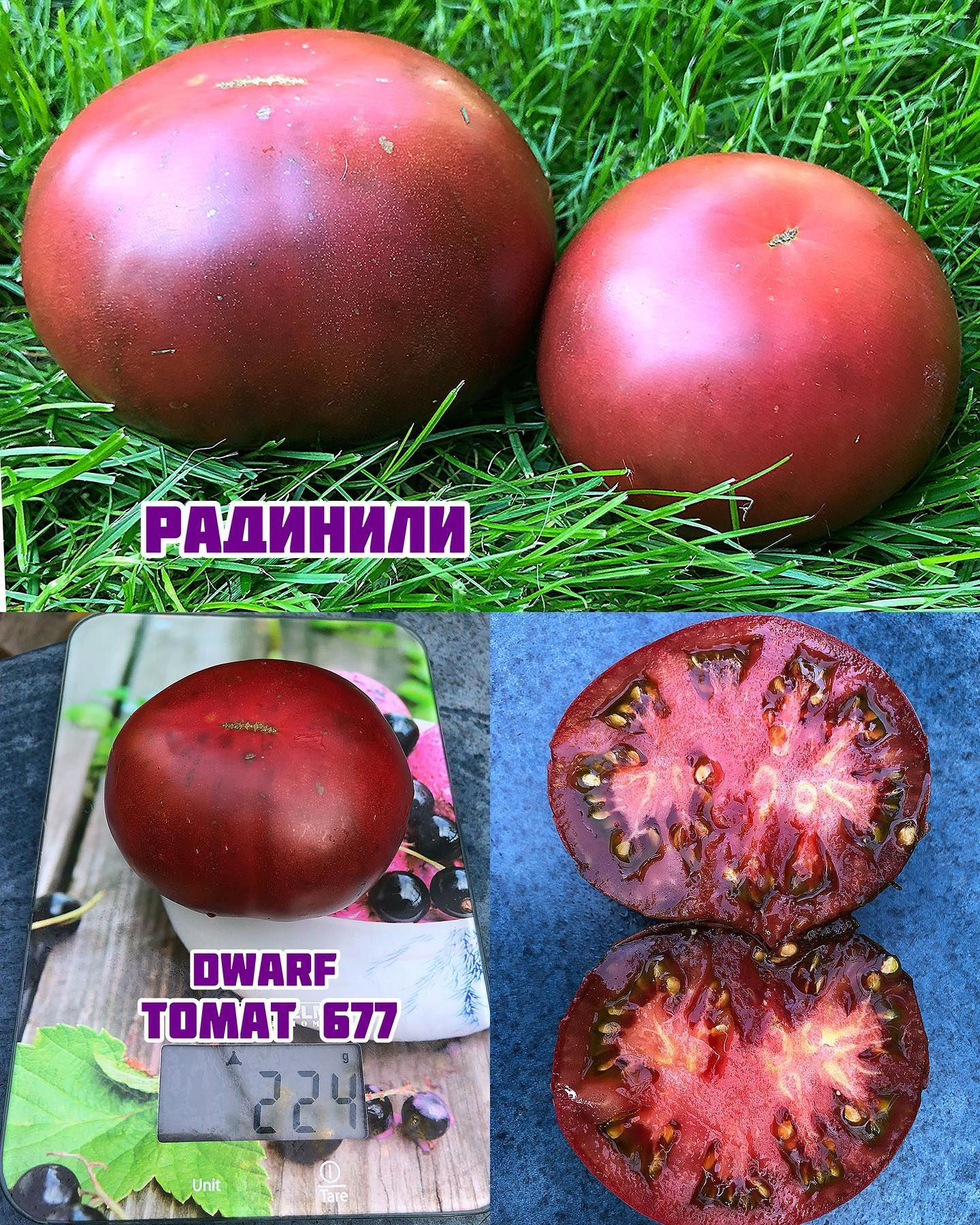 «Радинили»dwarf Radinilee