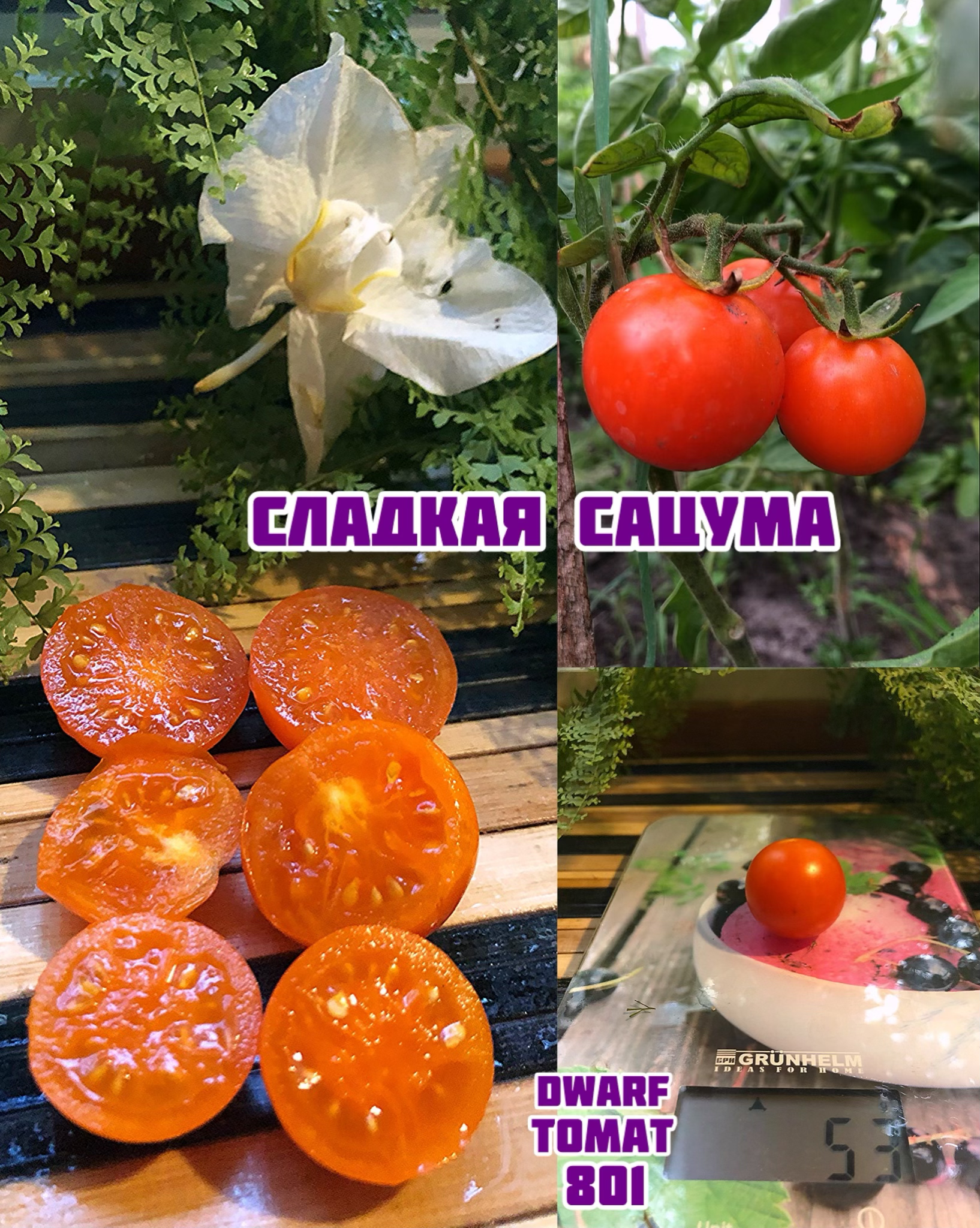 «Сладкий Сацума»Dwarf Sweet Satsuma