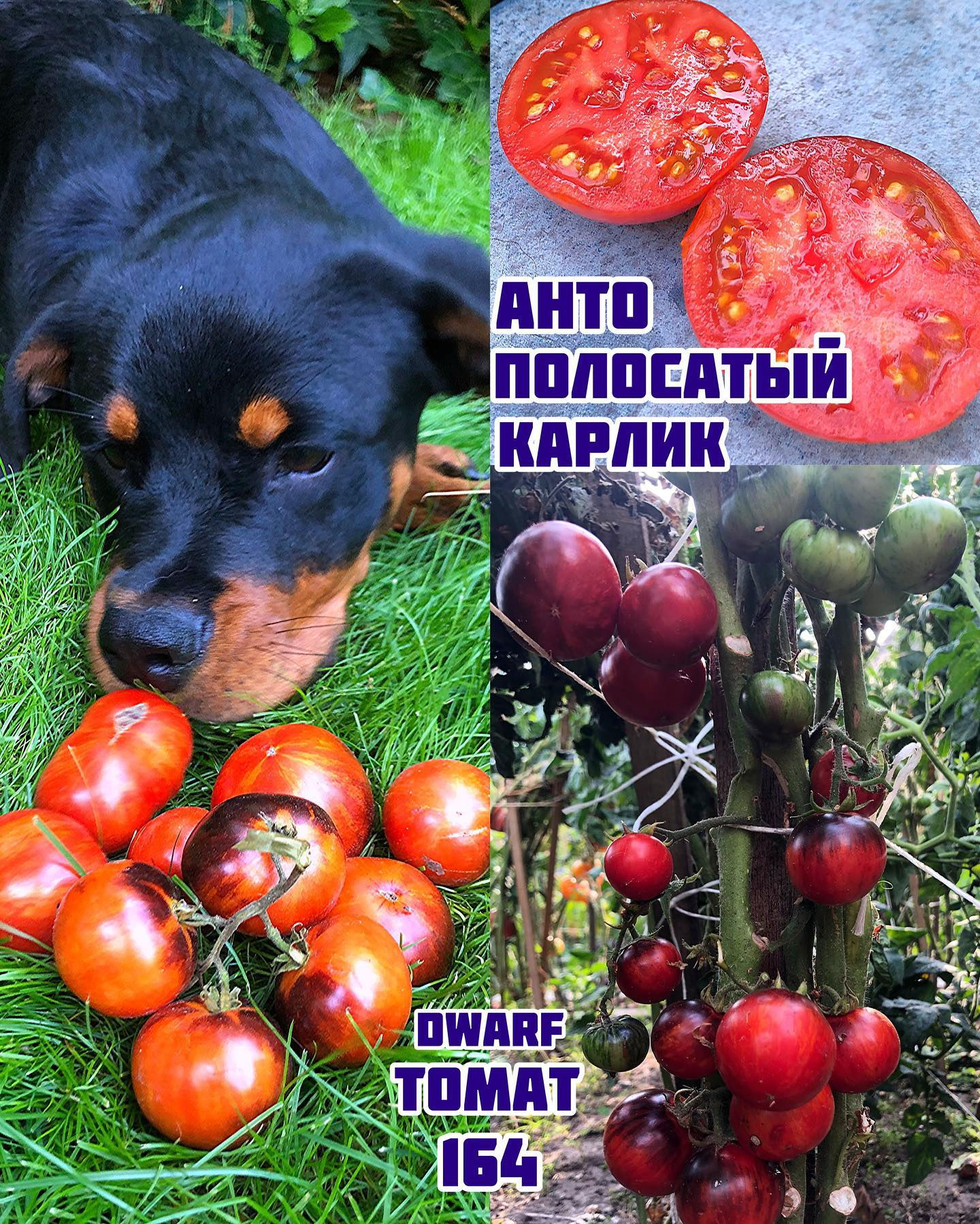 «Анто полосатый карлик»Antho Striped Dwarf