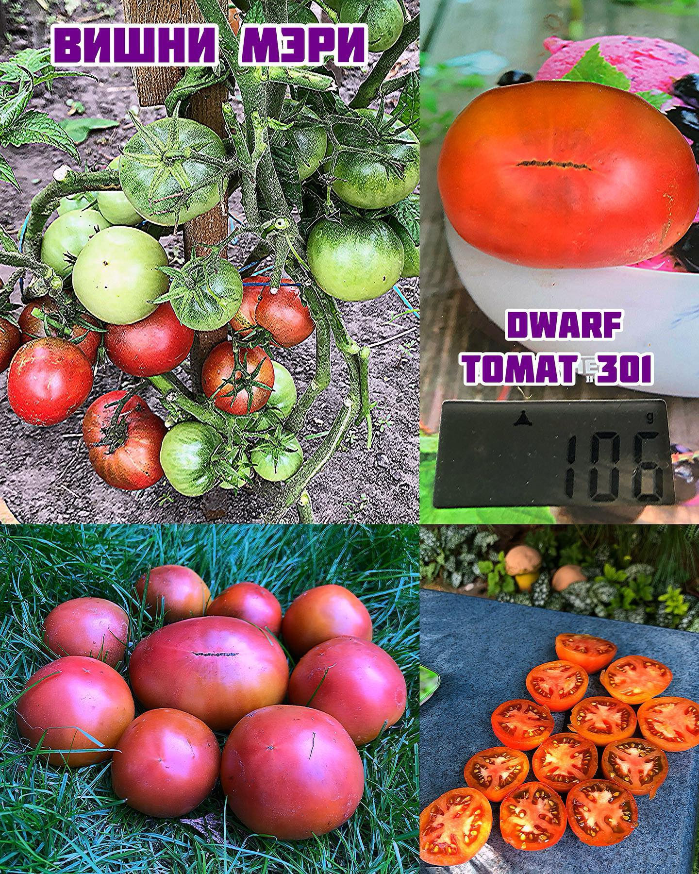 «Вишни Мэри»Dwarf Mary’s Cherry