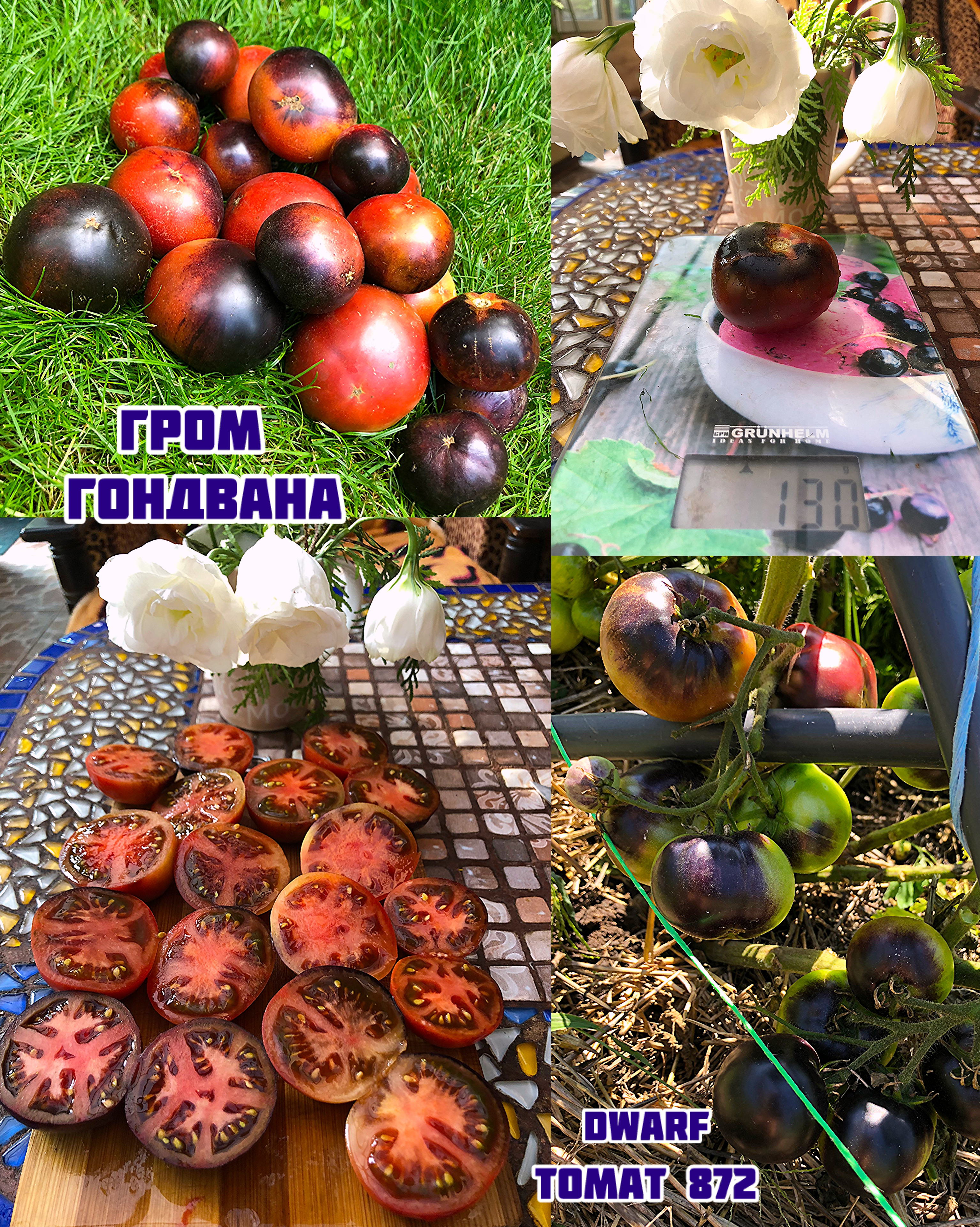 «Гром Гондвана»Dwarf Gondwana Thunder
