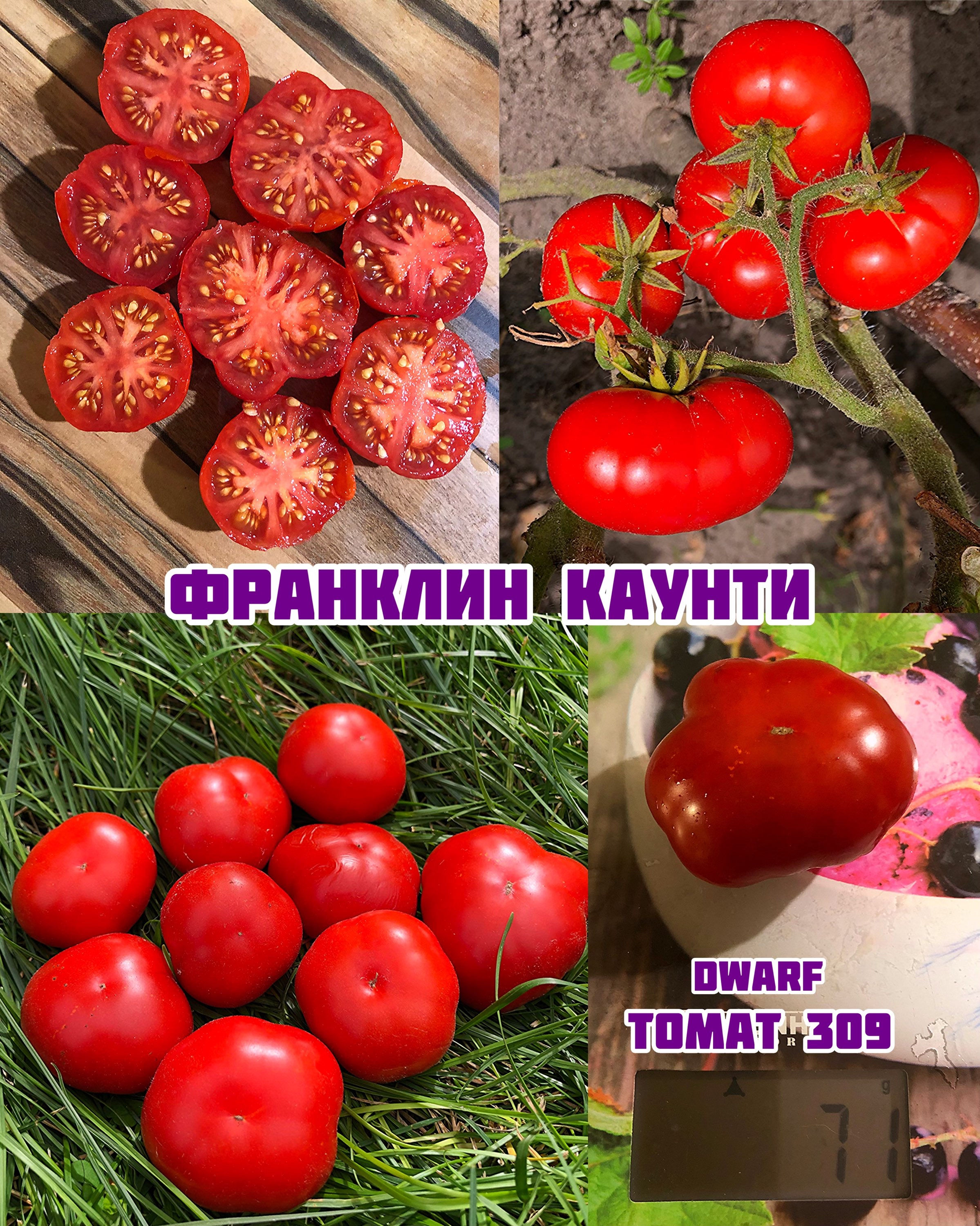 «Франклин Каунти» Dwarf Franklin County