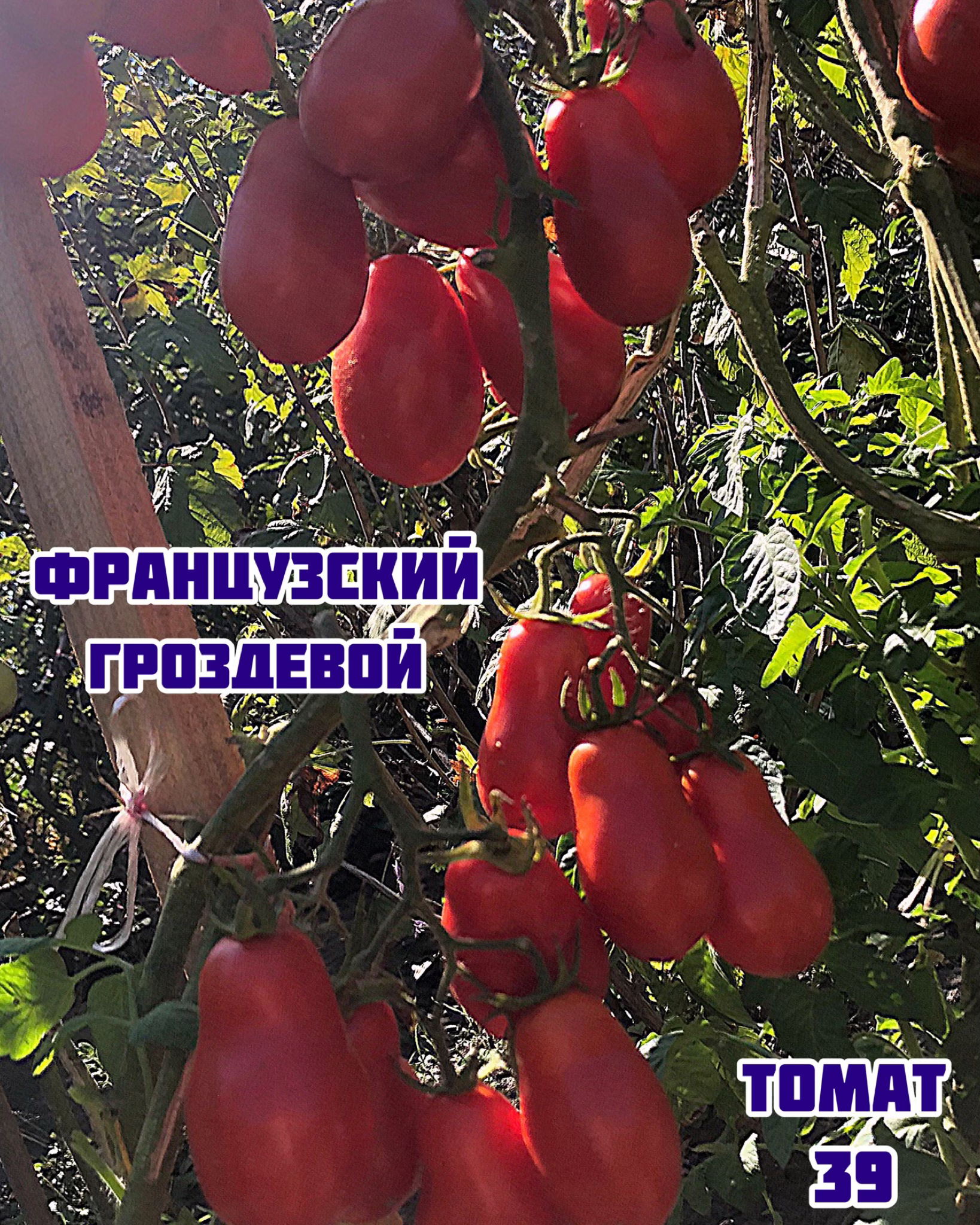 «Французский гроздевой»