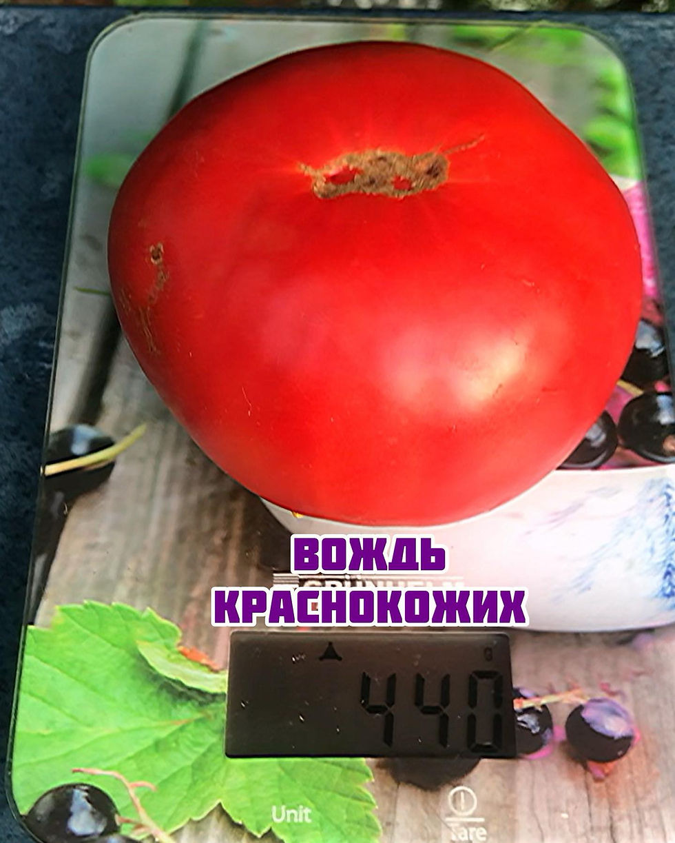 Миниатюра: «Вождь Краснокожих»