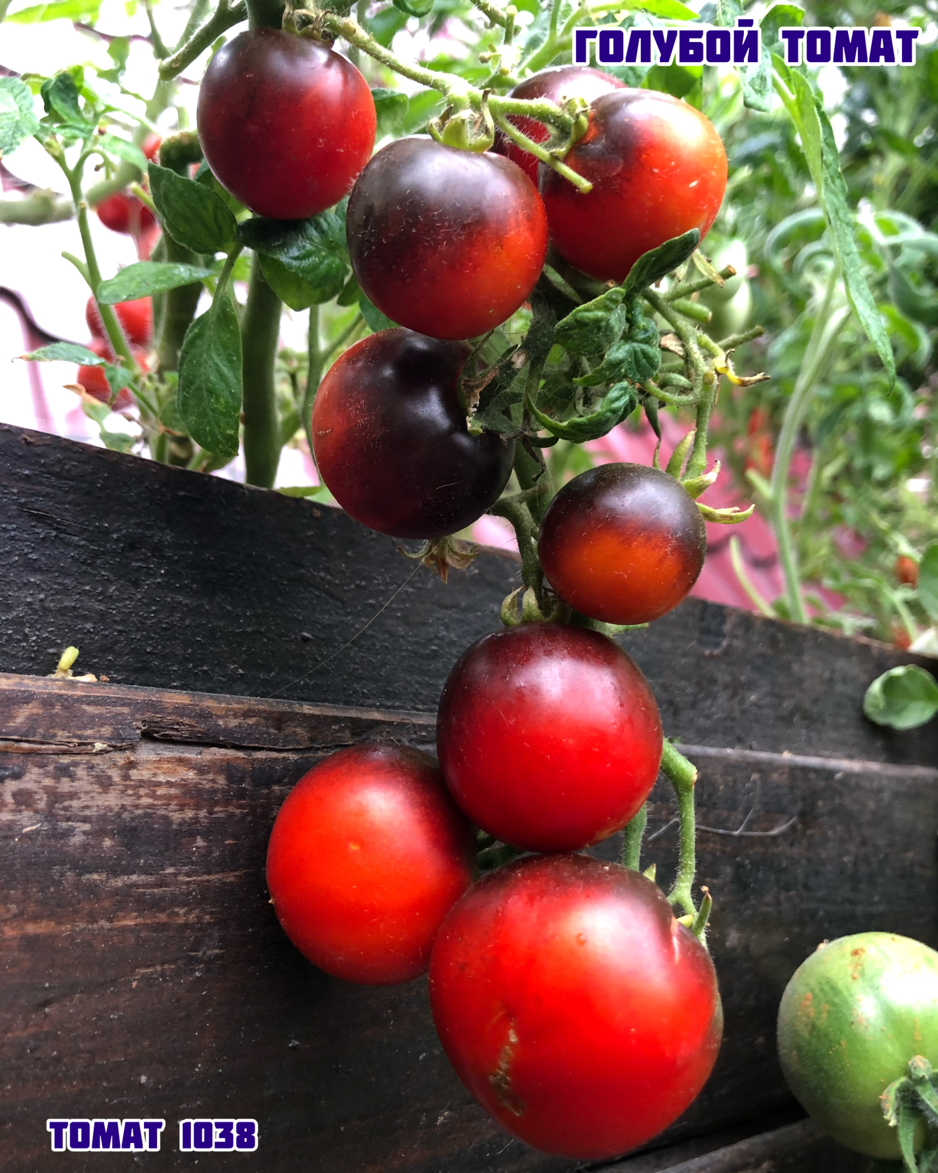 «Голубой комнатный»Blaue Zimmertomate