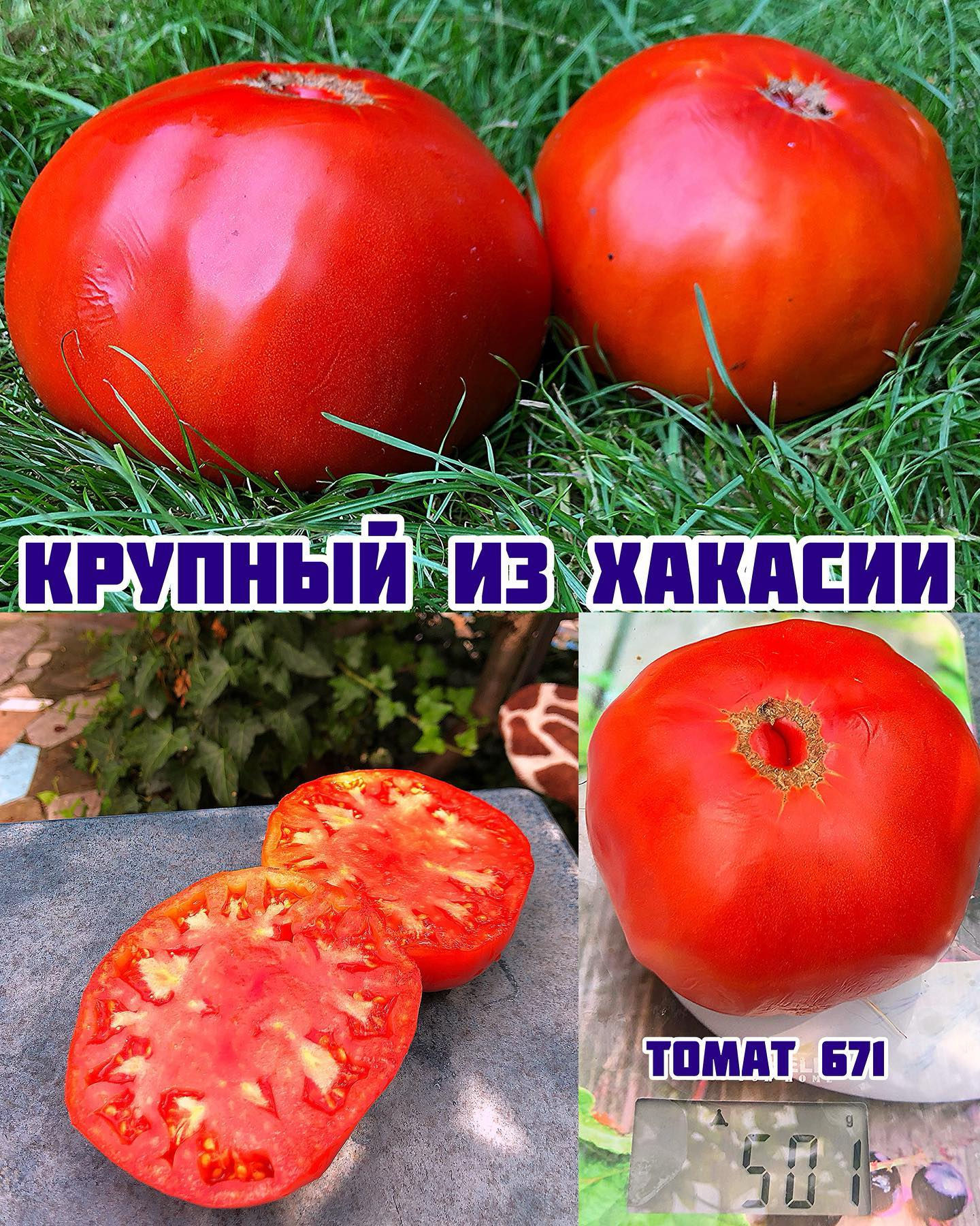 «Крупный из Хакасии»