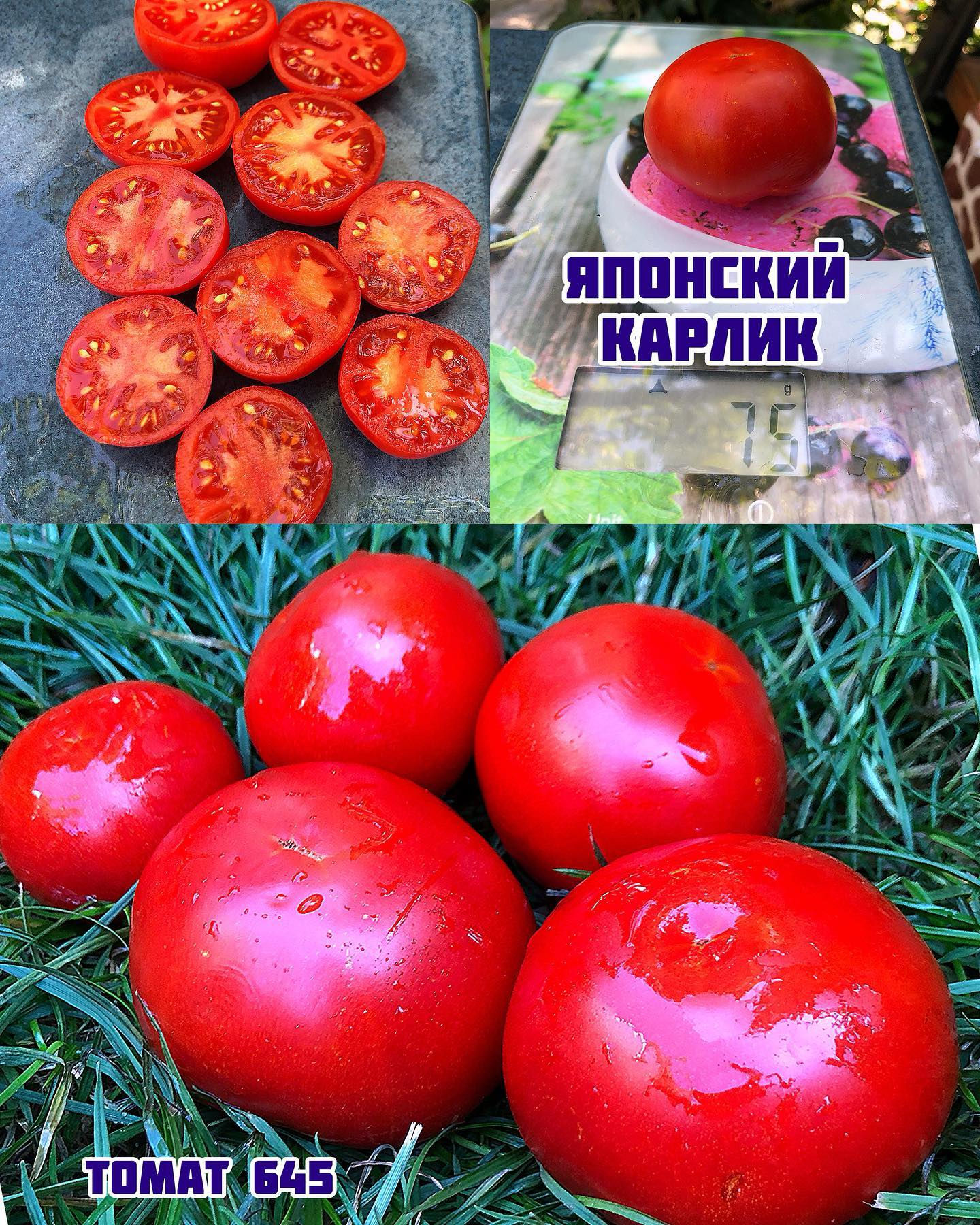 «Японский карлик»