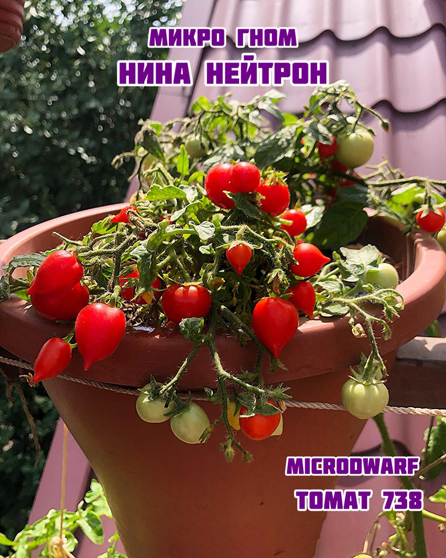 «Нина Нейтрон» microdwarf Nina Neutron