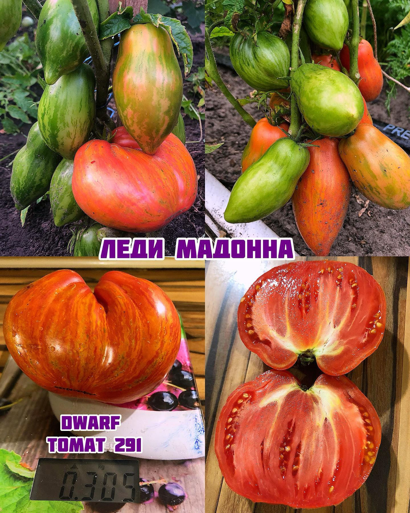 «Леди Мадонна»Lady Madonna