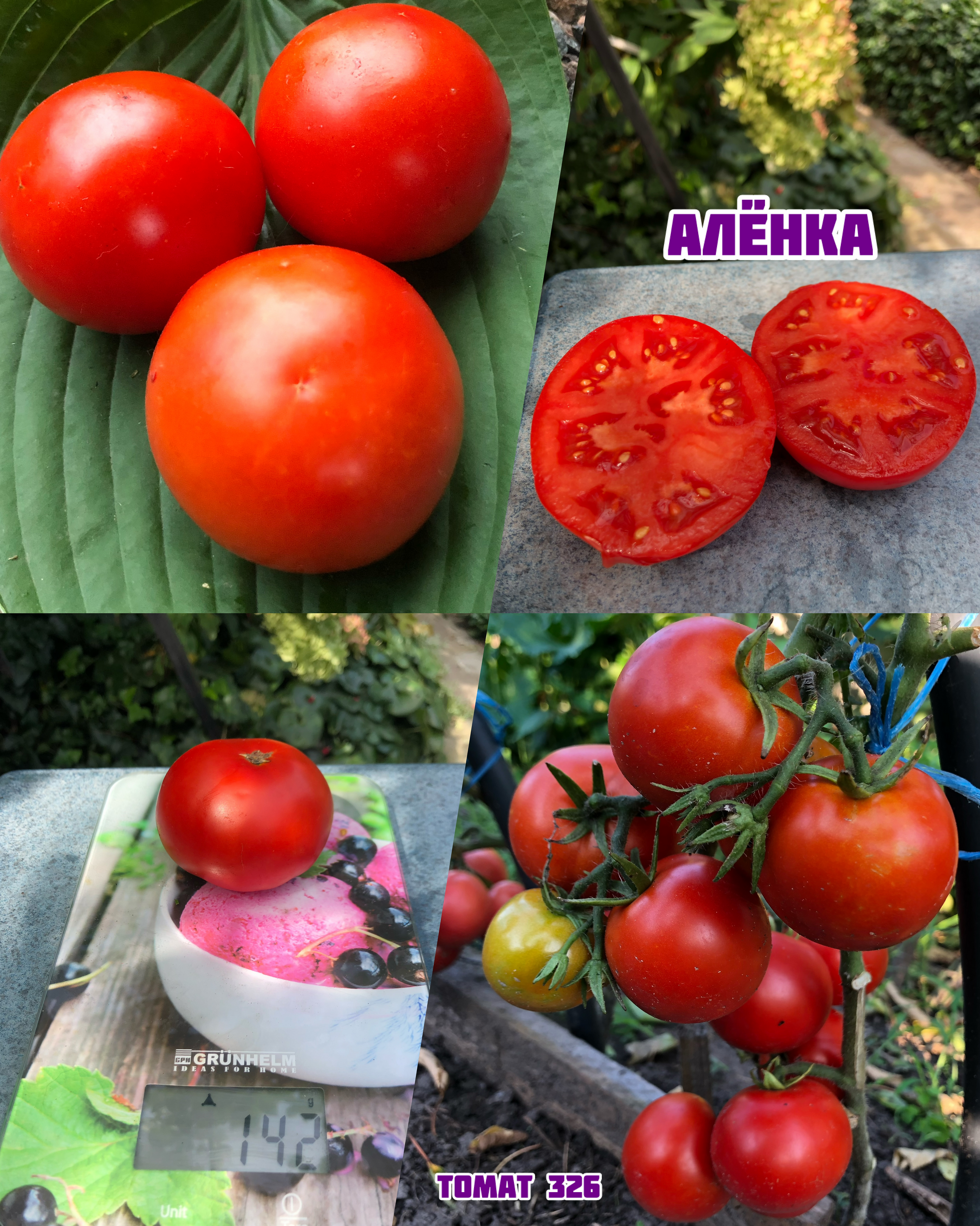 «Алёнка»
