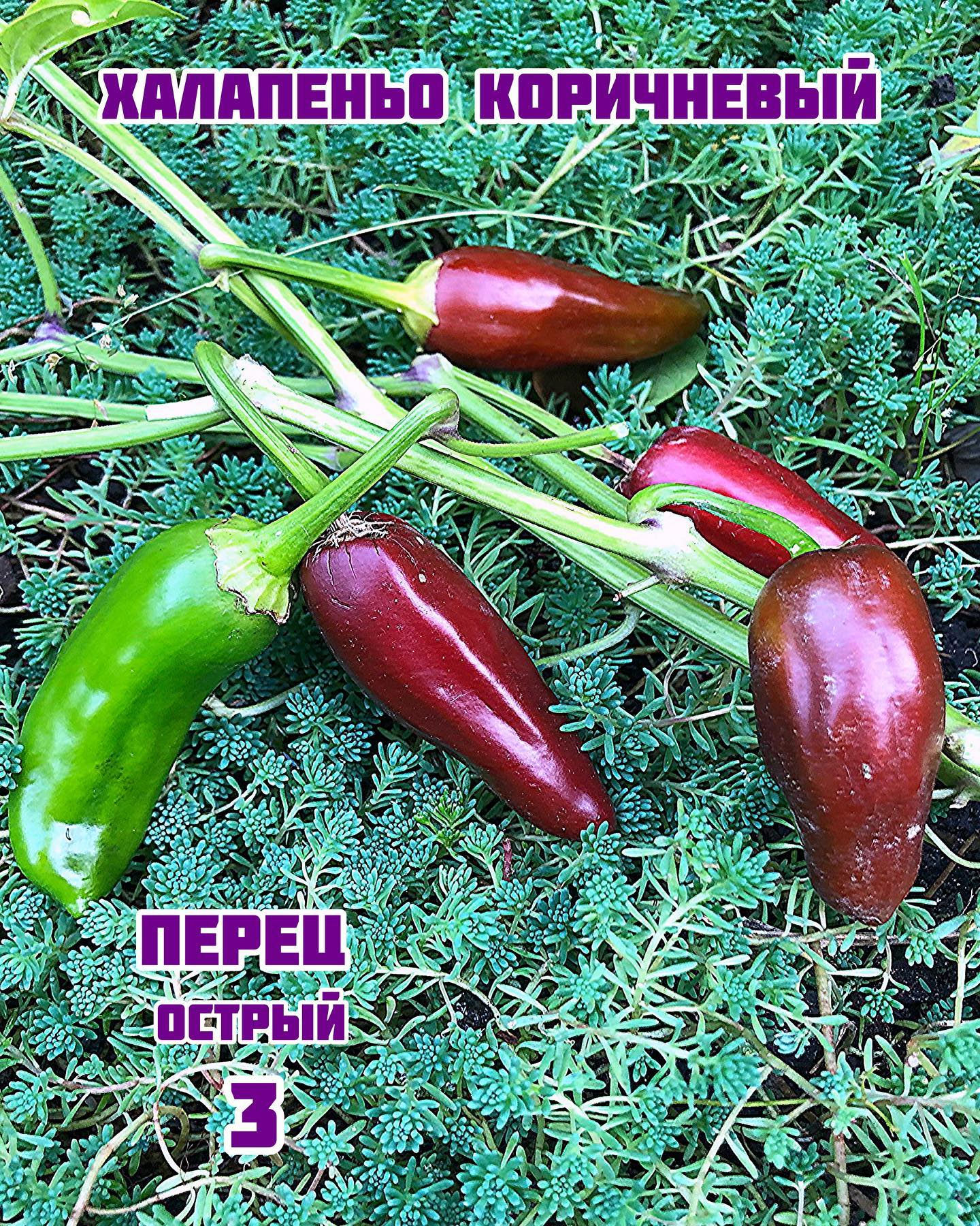 «Халапеньо Коричневый» JALAPENO BROWN