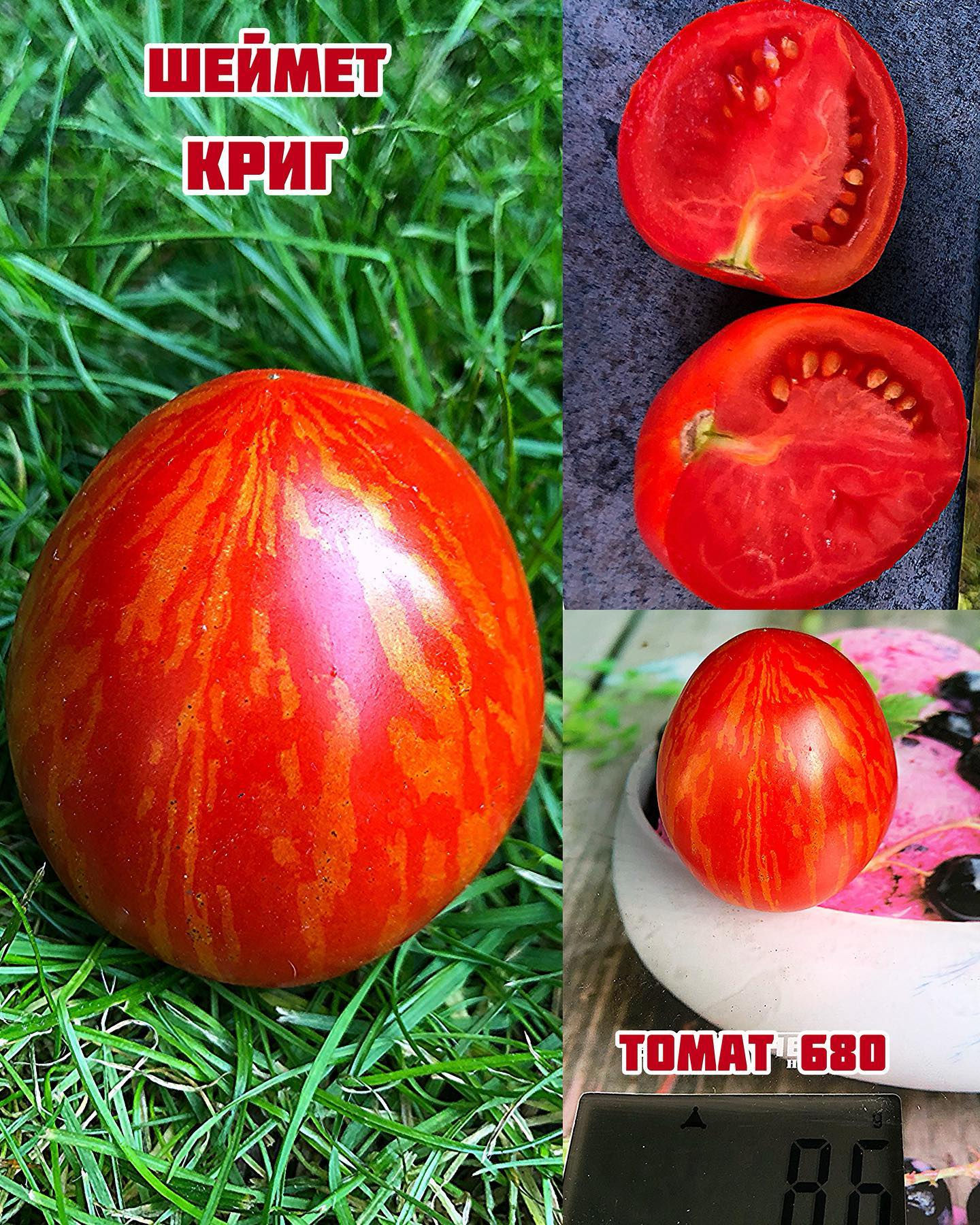«Шеймет криг»Schimmeig Creg