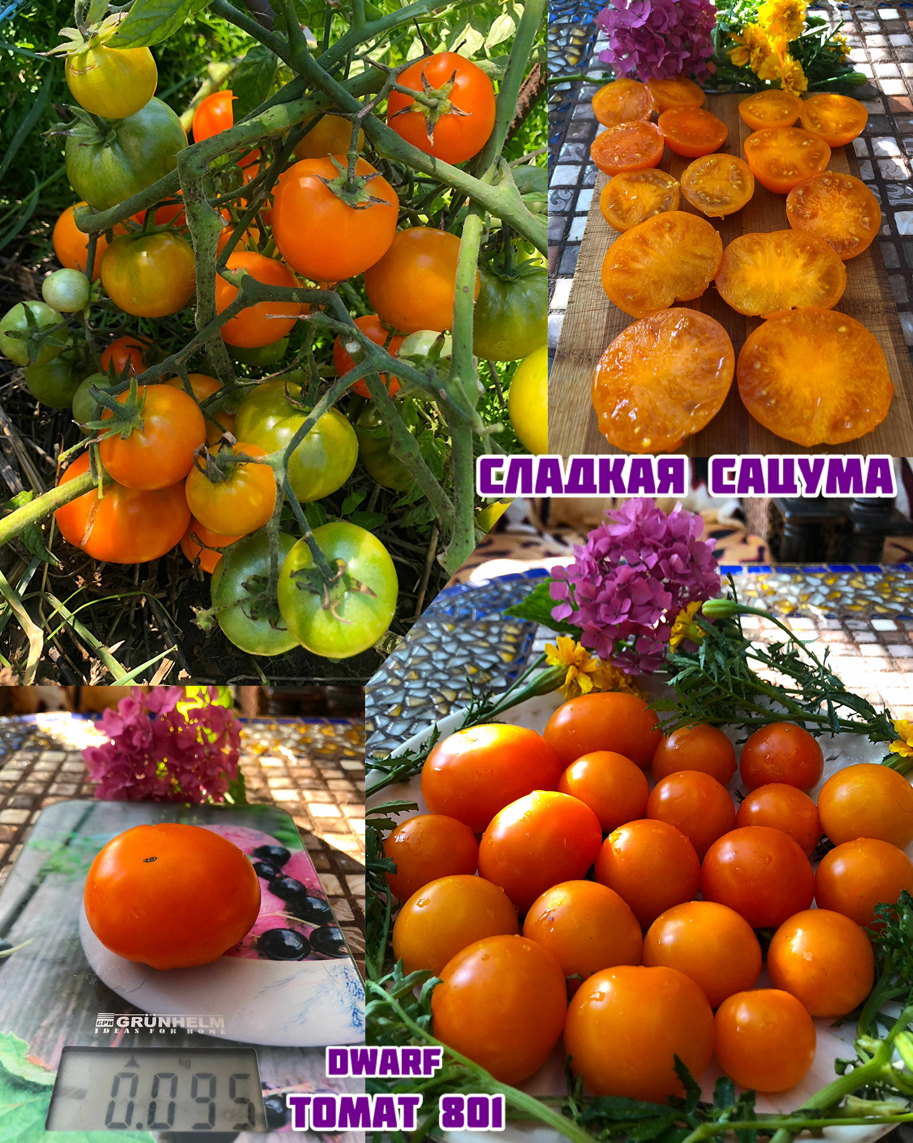 «Сладкиа Сацума»Dwarf Sweet Satsuma