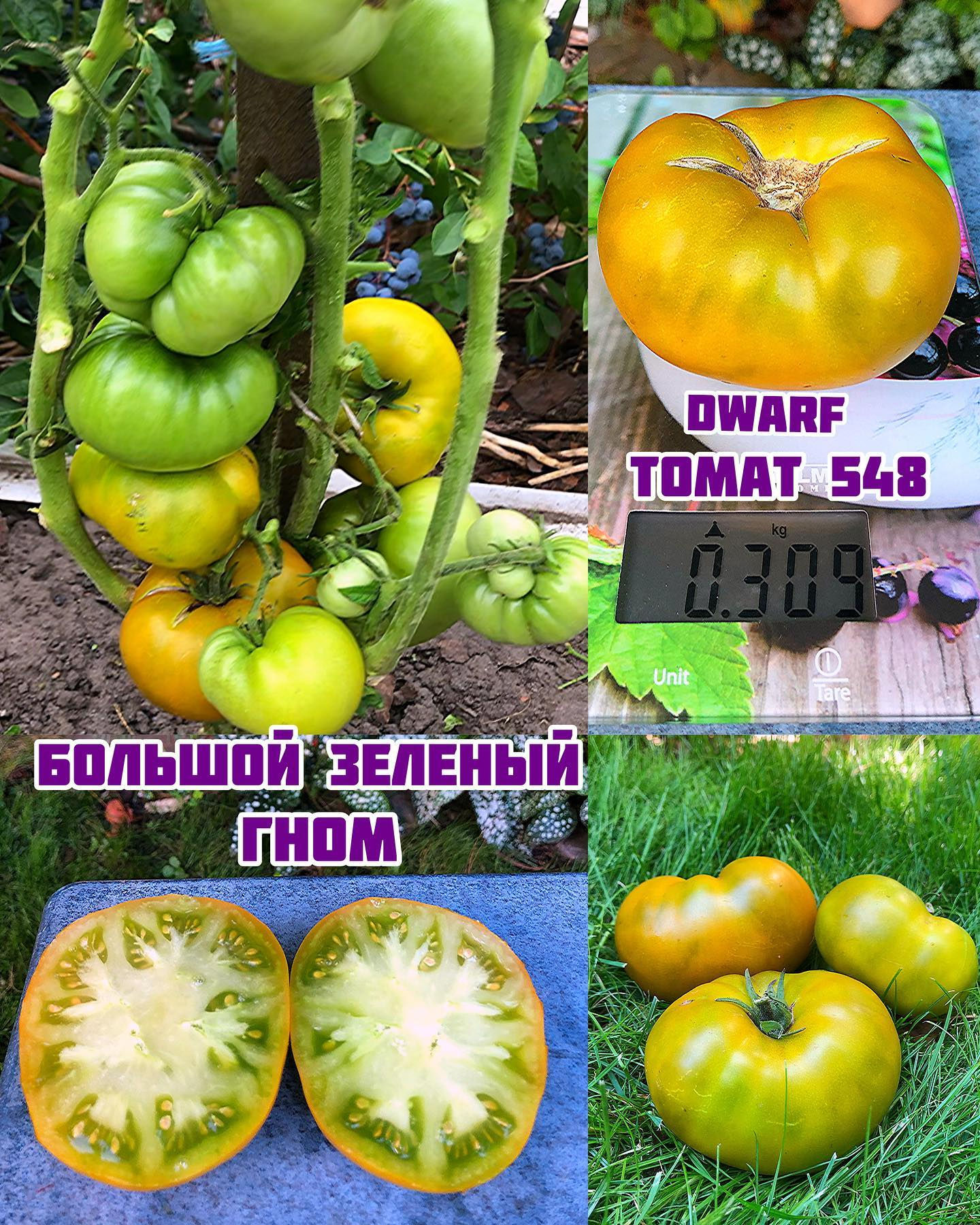 «Большой зеленый гном»Big Green Dwarf