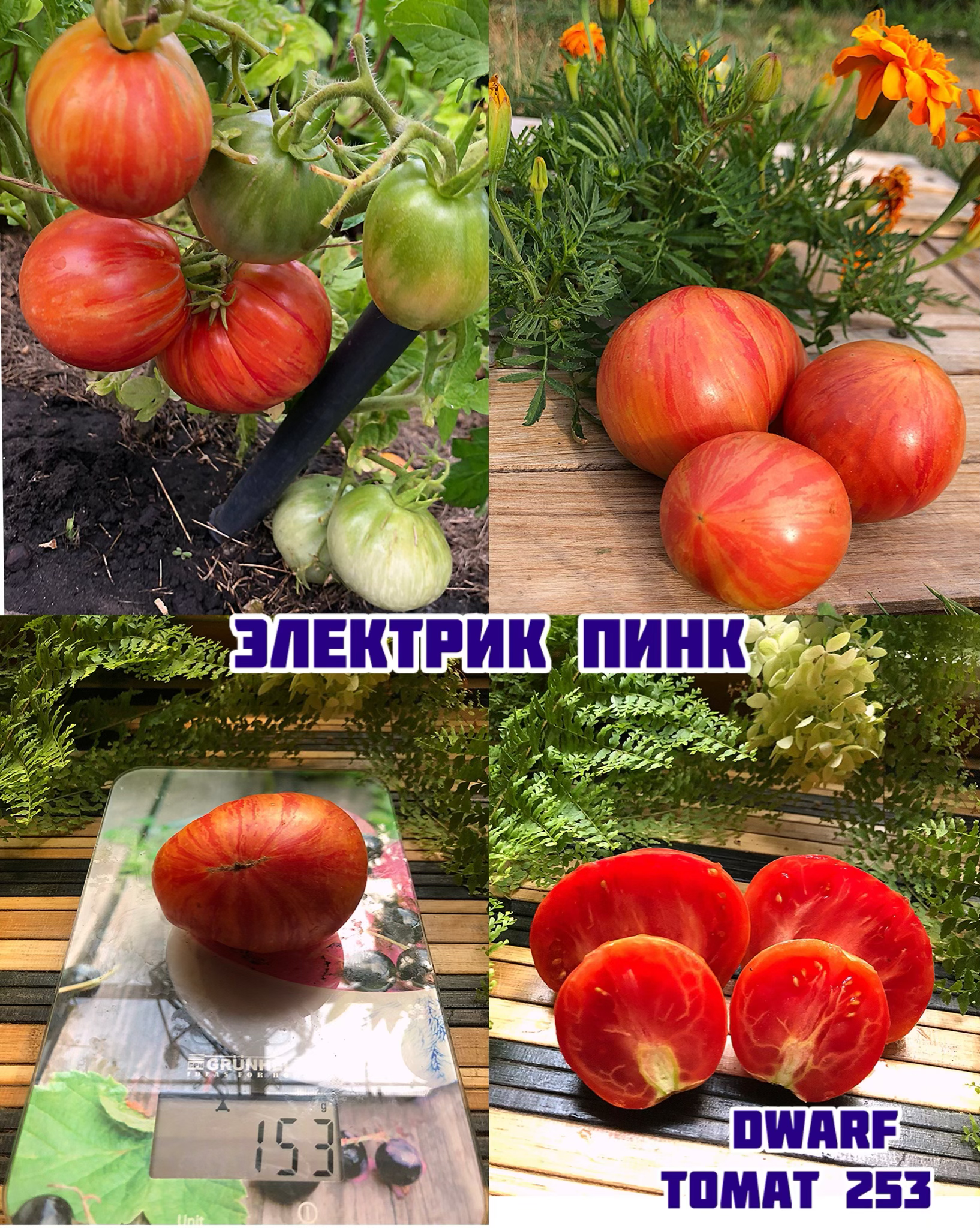 «Электрик Пинк»dwarf Electric Pink