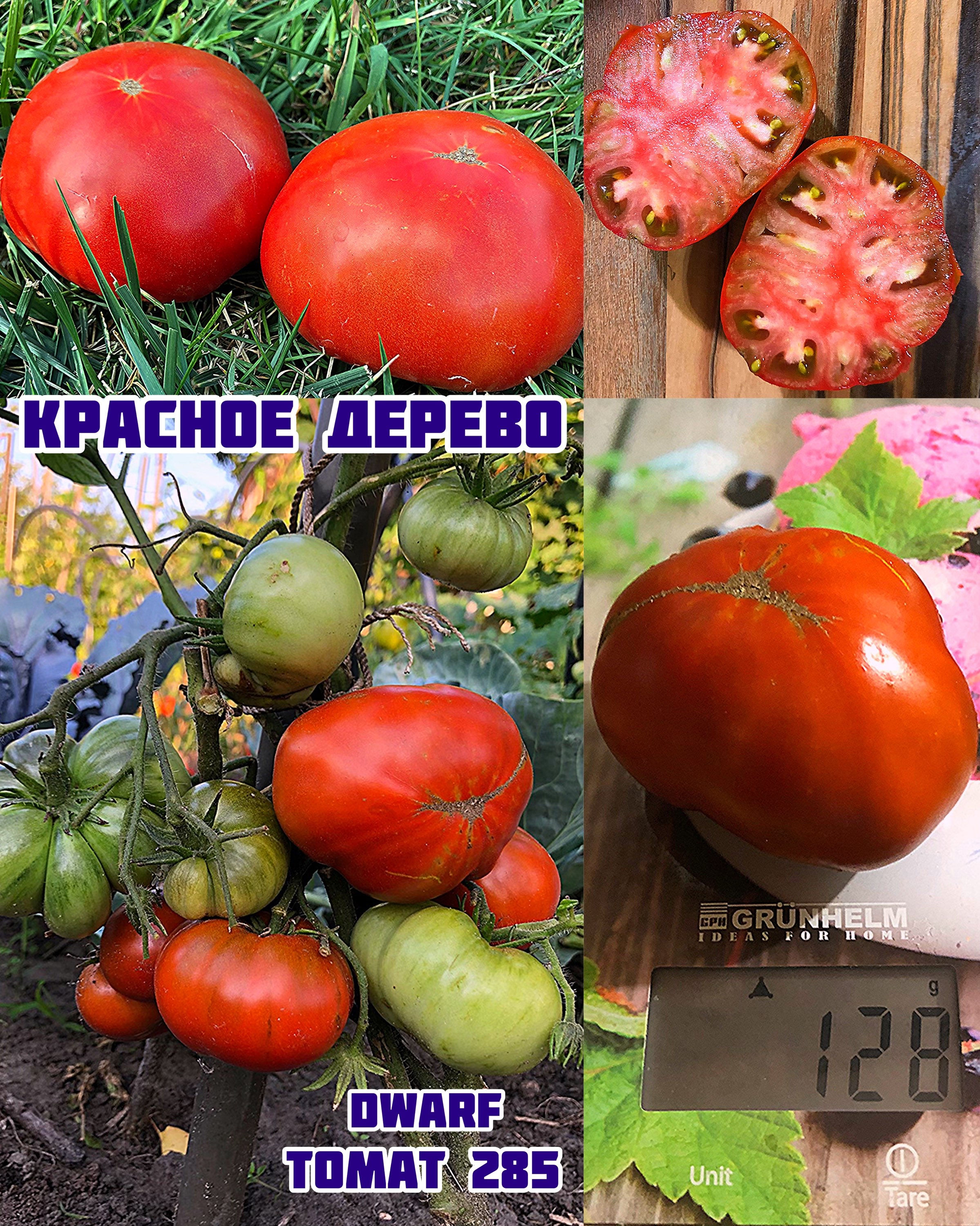 «Красное дерево» или Махагони Dwarf Mahogany/