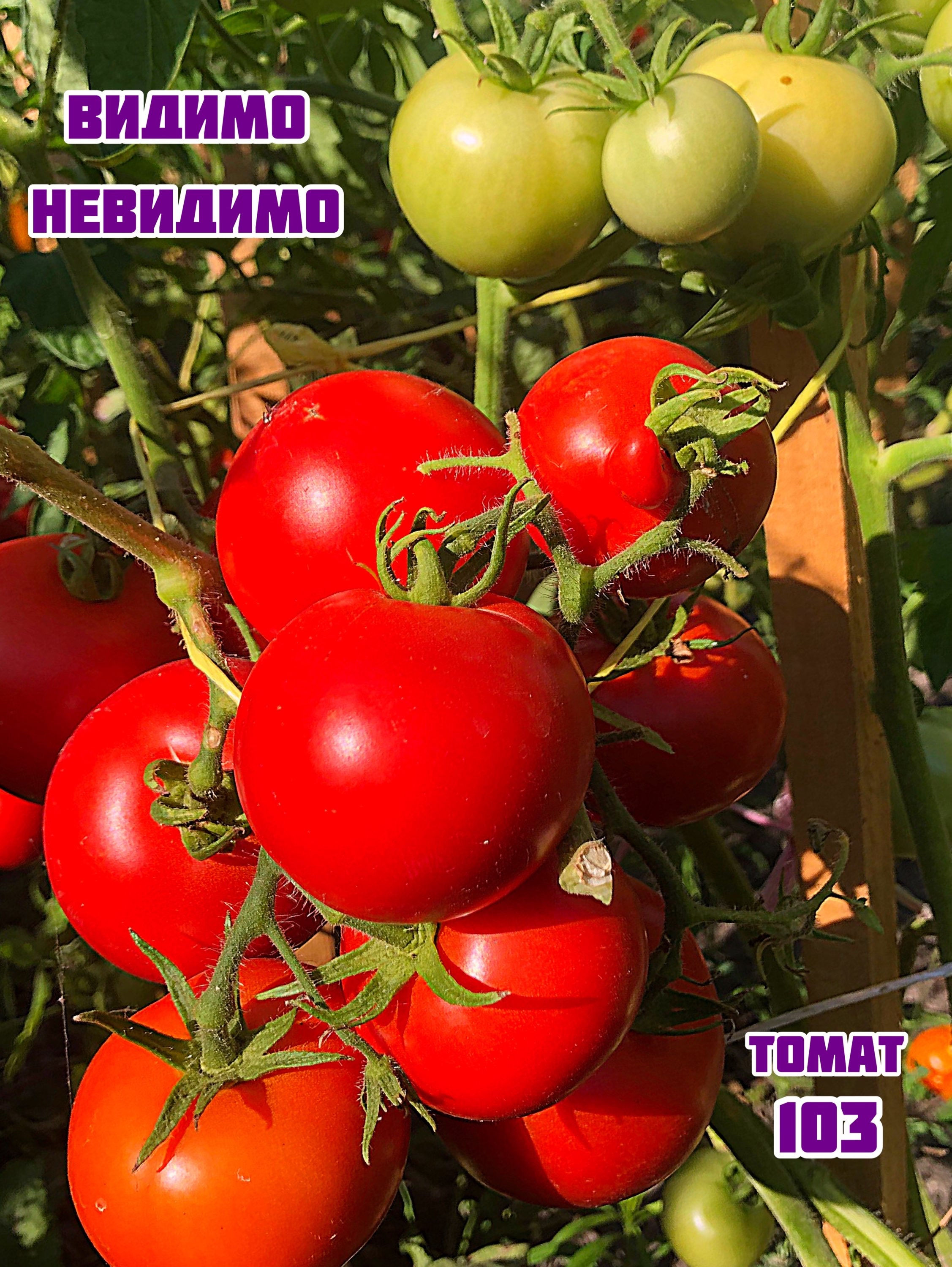 Томат «Видимо-невидимо»