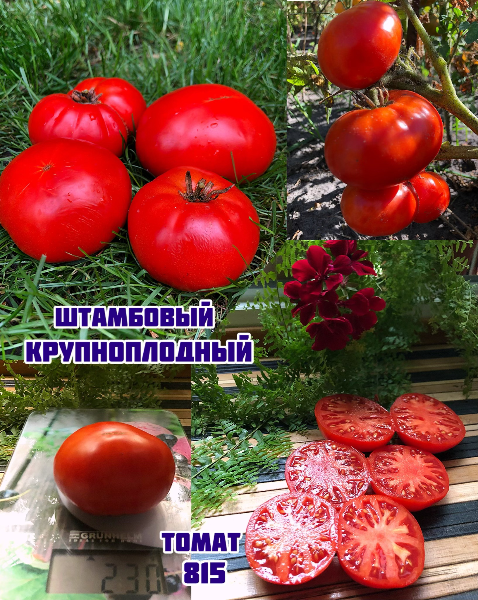 «Штамбовый крупноплодный»