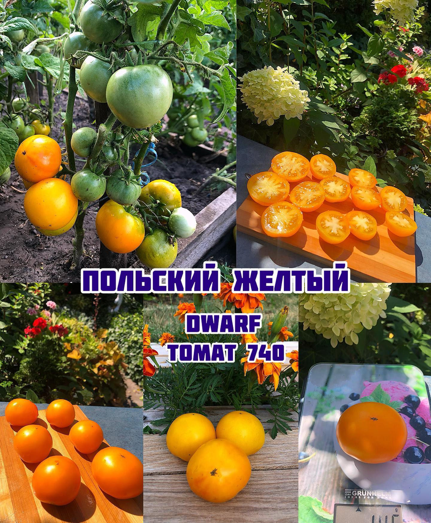 «Польский желтый »dwarf Polish Yellow