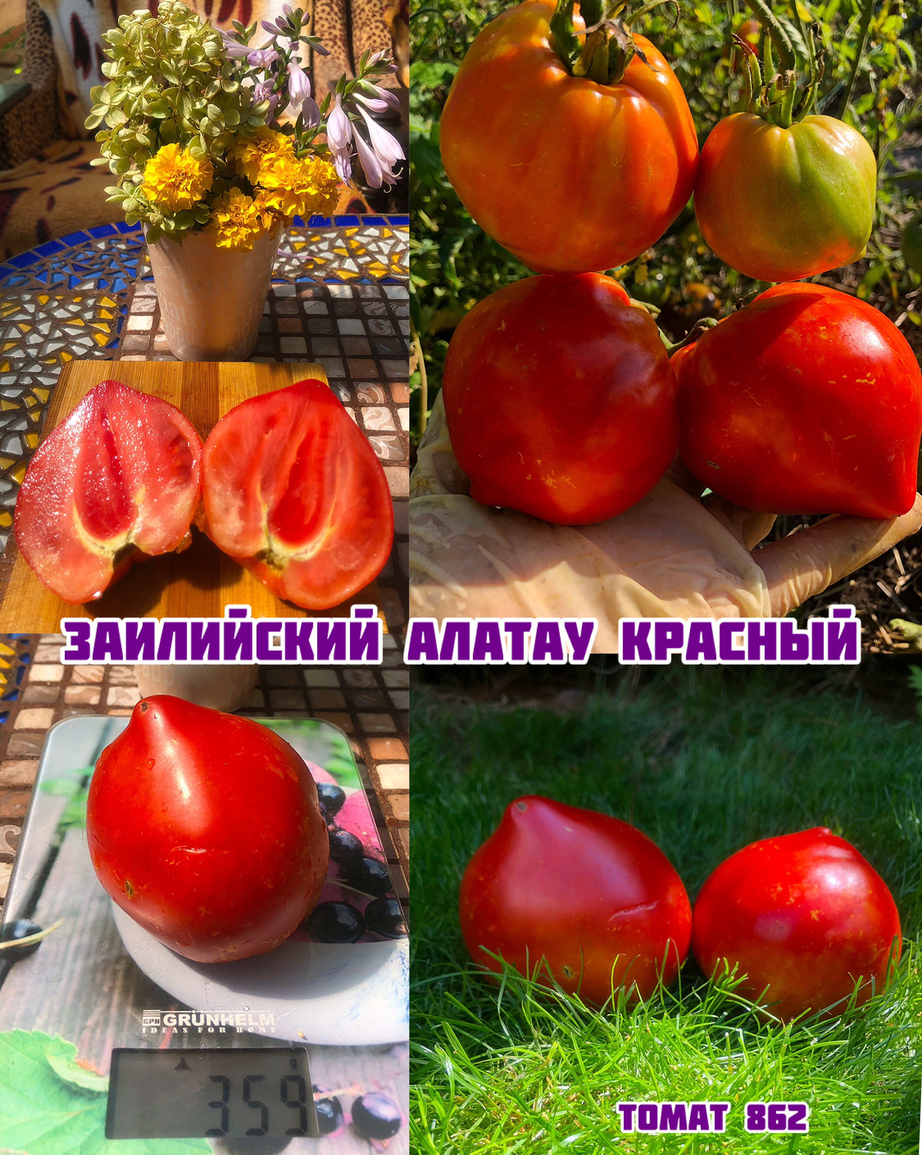 «Заилийский Алатау красный»Zailliyskiy Alatau red