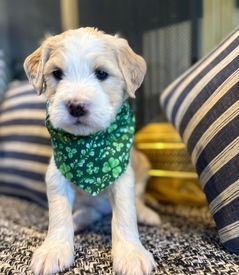 Barbado da Terceira Puppy