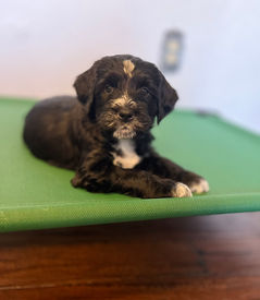 Barbado da Terceira Puppy