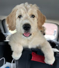 Barbado da Terceira Puppy