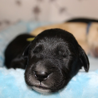 Barbado da Terceira puppy, one week old.