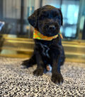 Barbado da Terceira Puppy