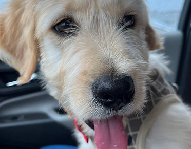 Barbado da Terceira puppy
