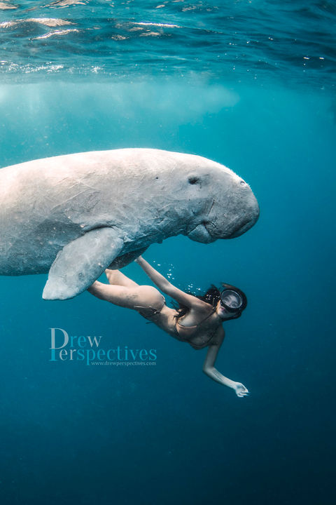 Underwater photography trips- egypt.jpeg