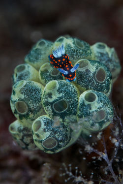 Underwater Photography Singapore