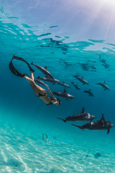 Underwater photography trips- egypt.jpeg