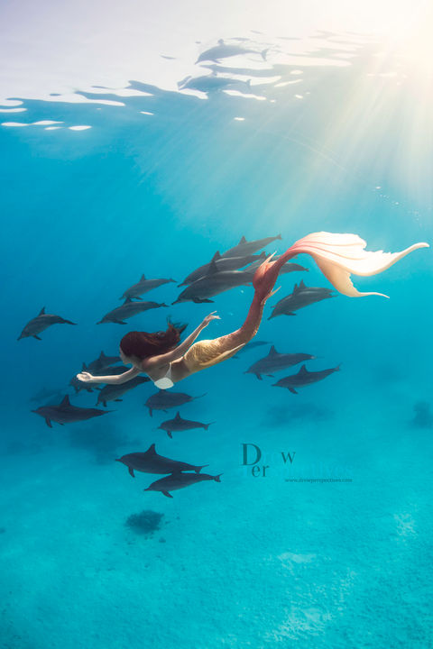 Underwater photography trips- egypt.jpeg