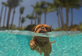 PuppyCreek.com