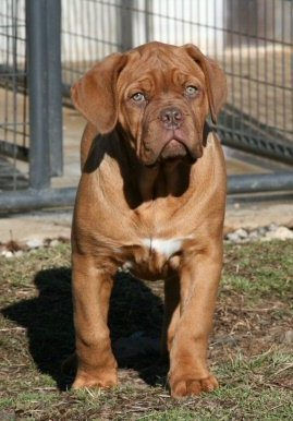 PuppyCreek Puppy 2005