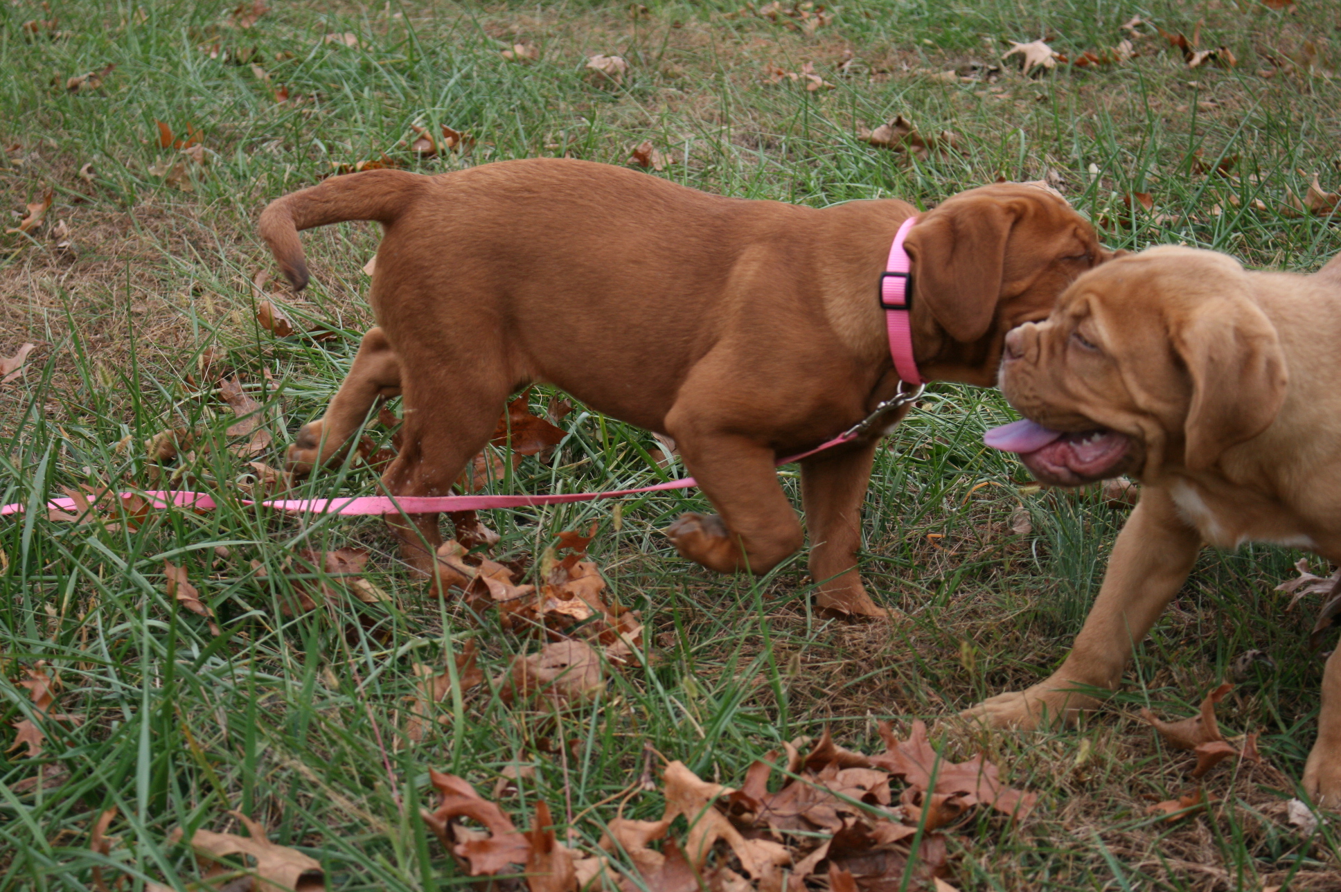 Tilly (1)