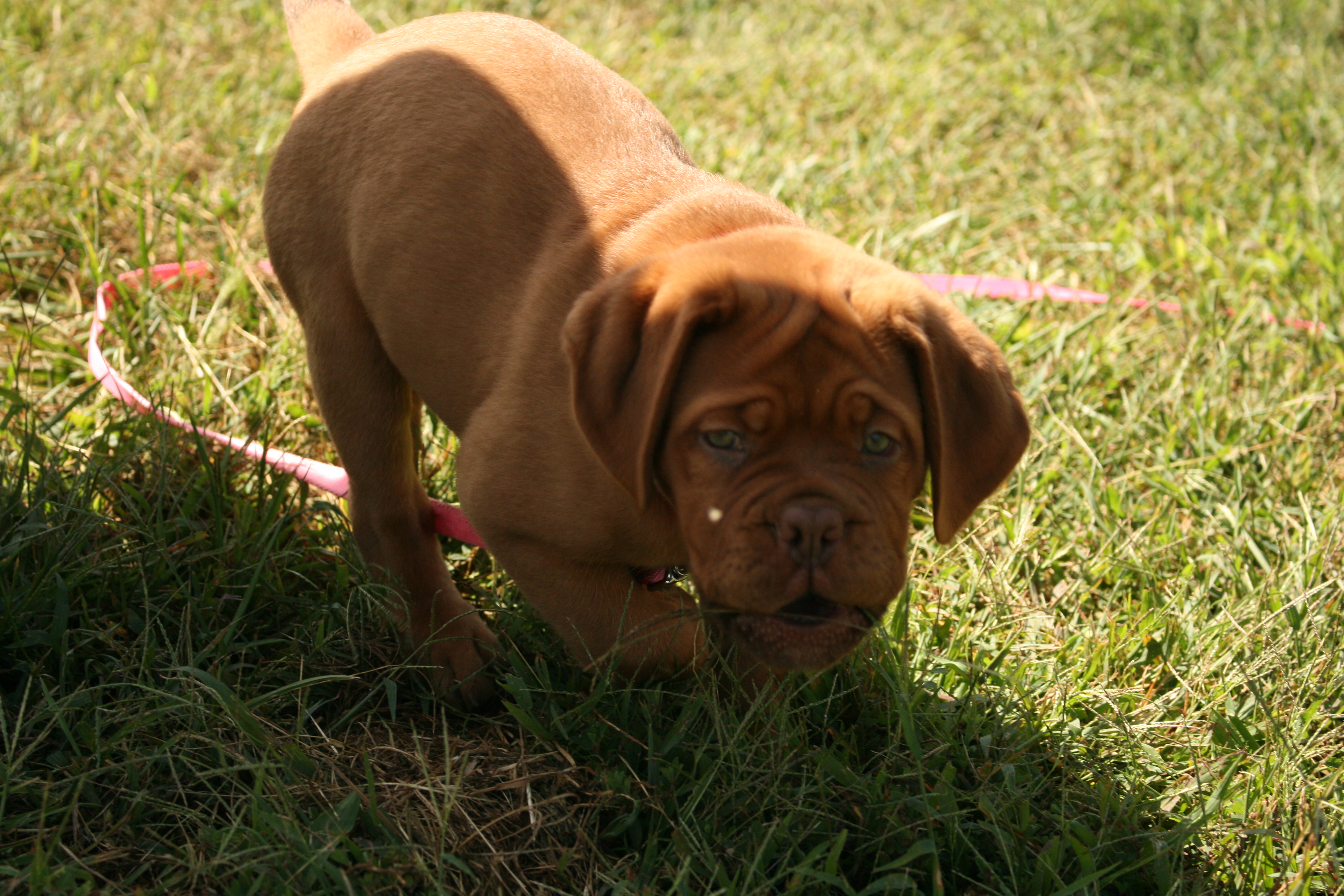 Tilly (3)