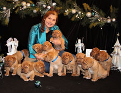 Star Pups at 7 weeks old (20)