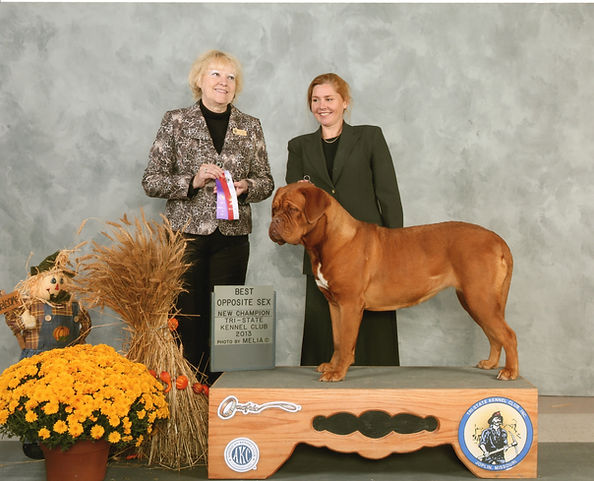 French Mastiff   www.puppycreek.com
