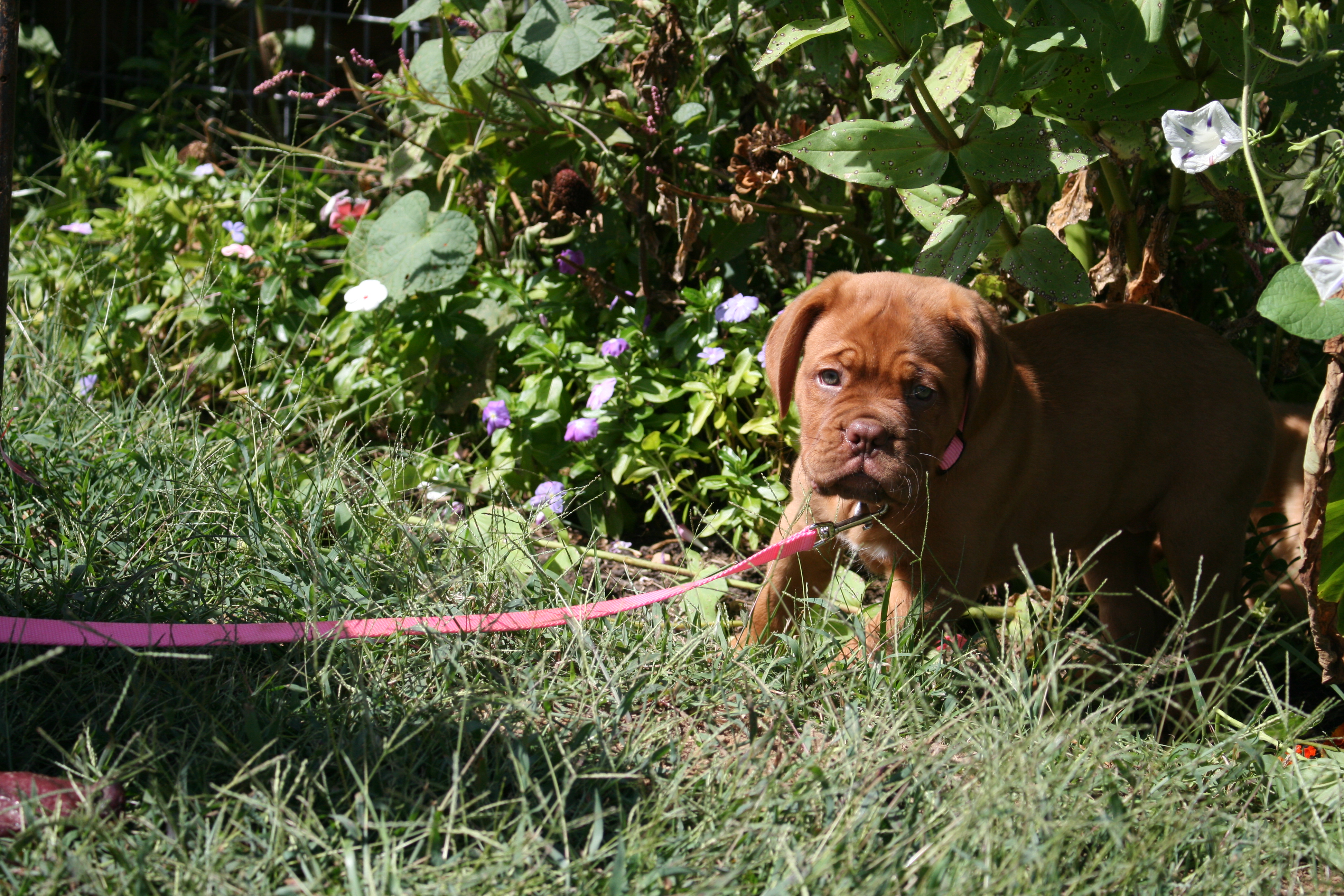 Tilly (6)