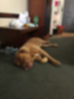 Chubs in room at Grove Dog Show