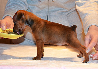 Чили Дель Айленд-цвергпинчер