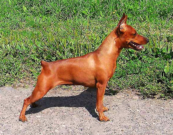 Шакира Айленд Смольгив