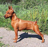 пинчер, карликовый пинчер, цвергпинчер, питомник, Дель Айленд